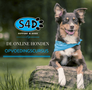 Online Honden Opvoedingscursus